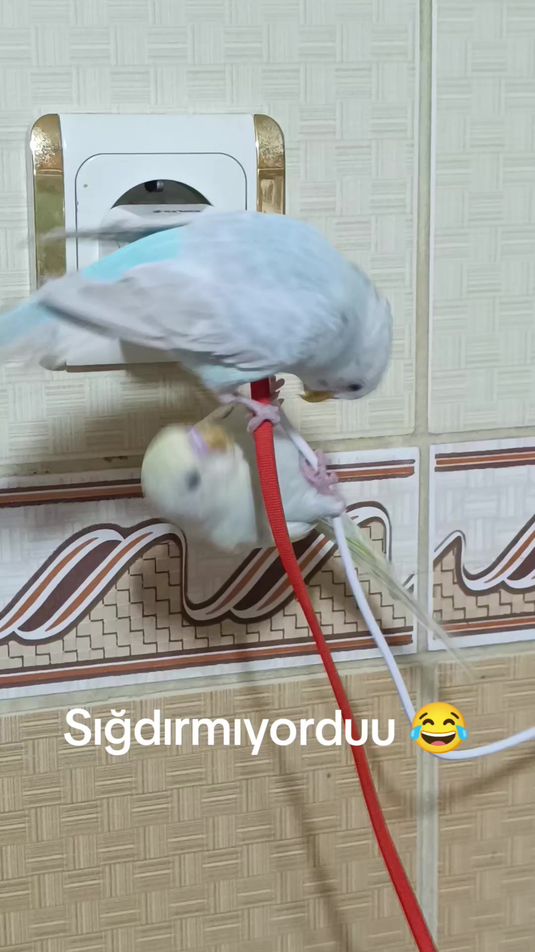 @🥰elişinin sultanı🥰
