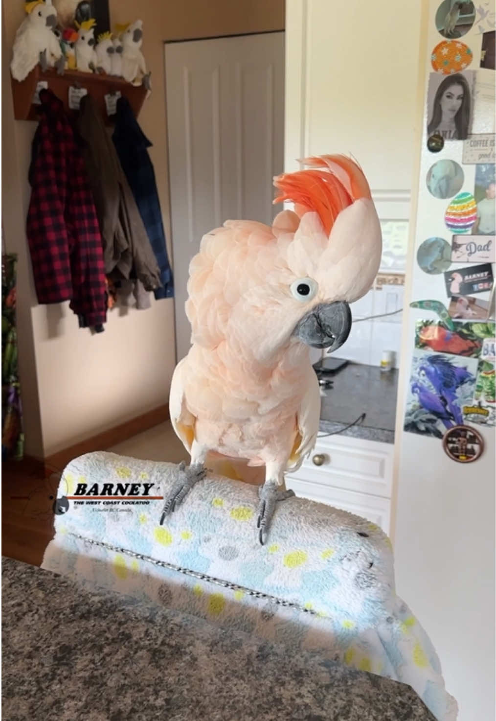 @Barney the West Coast Cockatoo