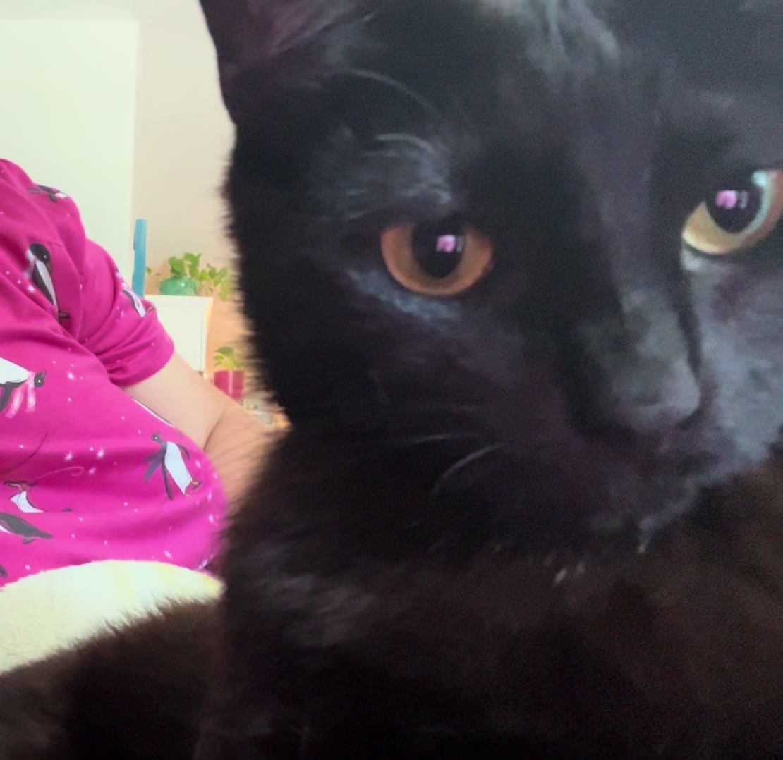 @dutch.vandercat