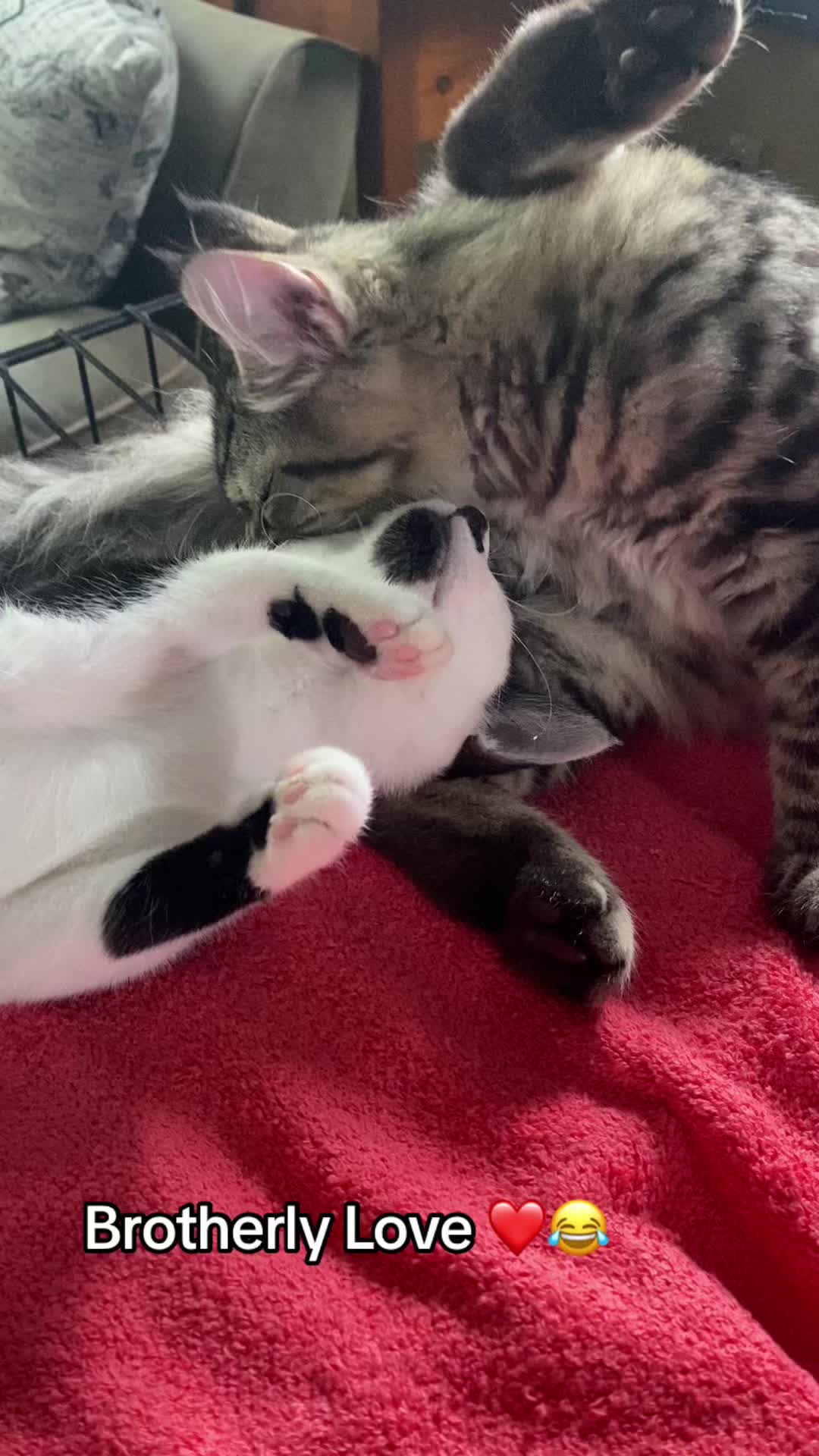 @Lennon & Ringo the kittens