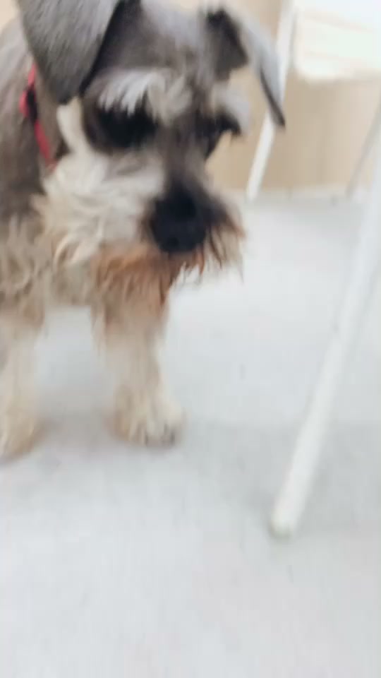 @max_pooch