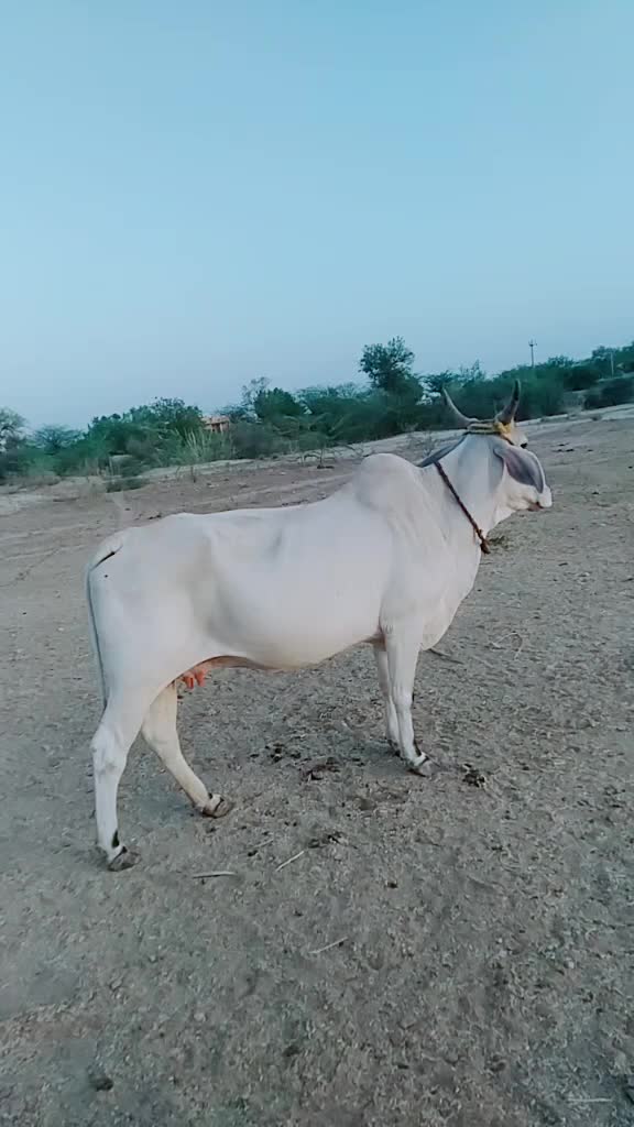 @Ankit_bishnoi007