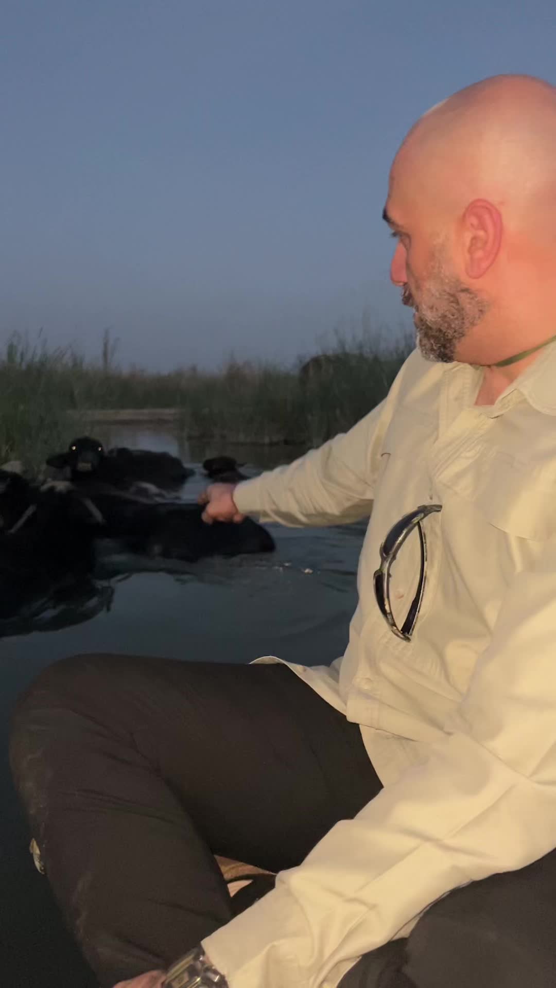 @الحياة البرية العراقية Iraqi W