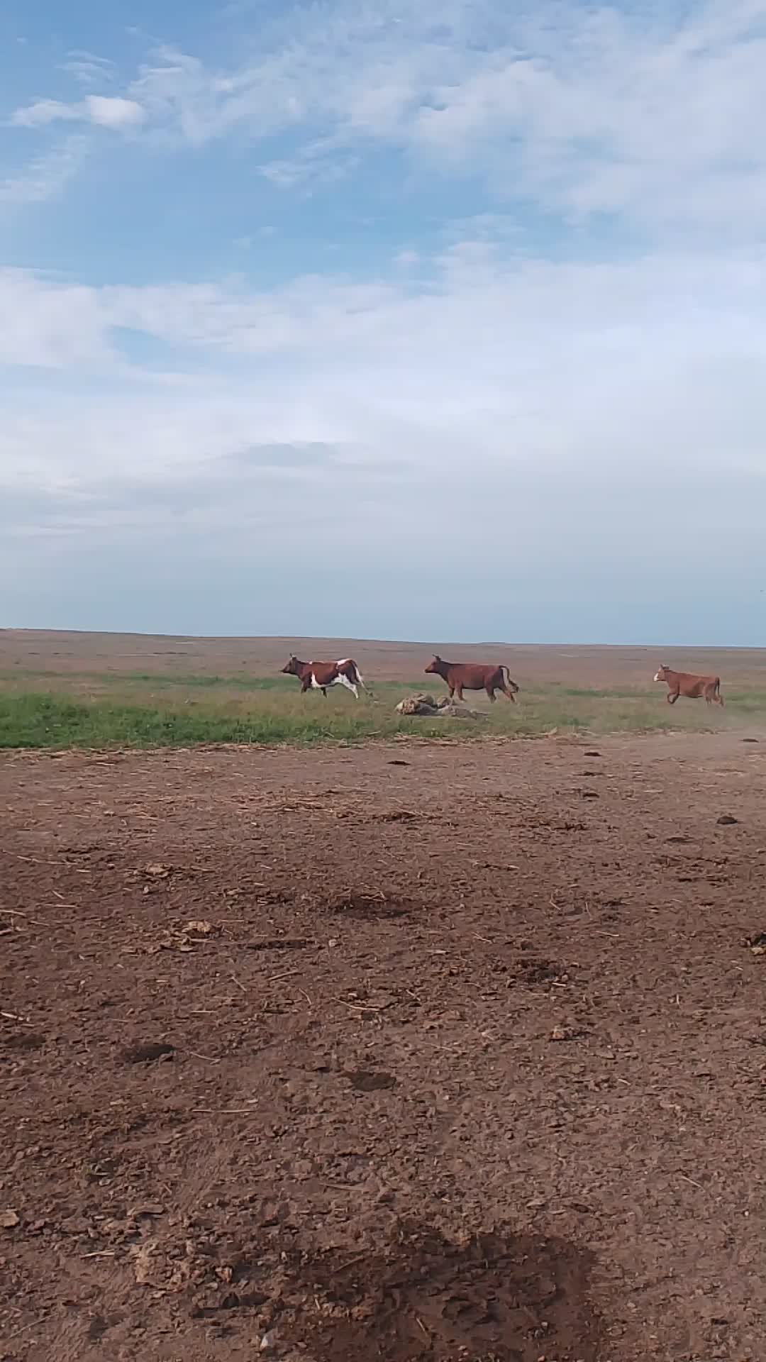@с савр николаевич