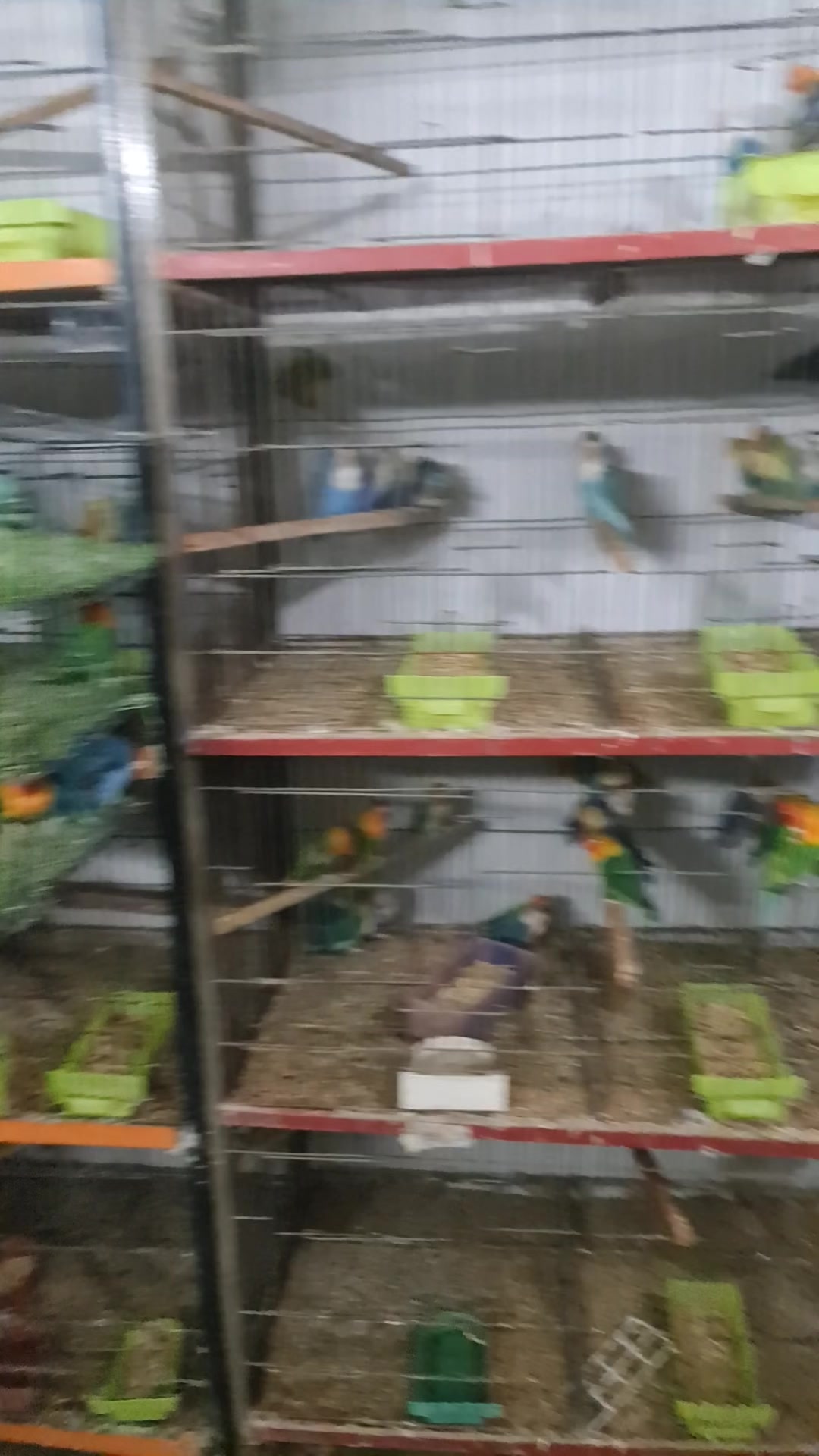@ROYAL BIRD US
