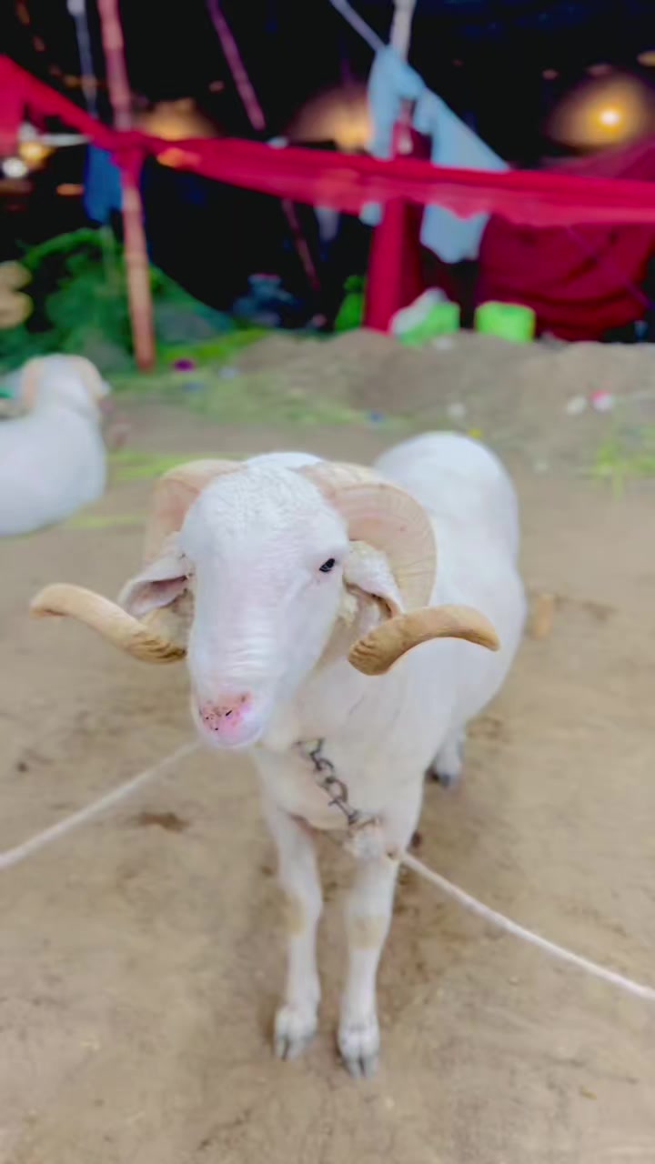 @✨.زاهد سولنگي واپاري. 🐐