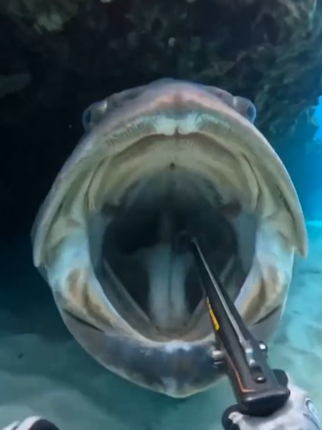 @Deep Sea 4K