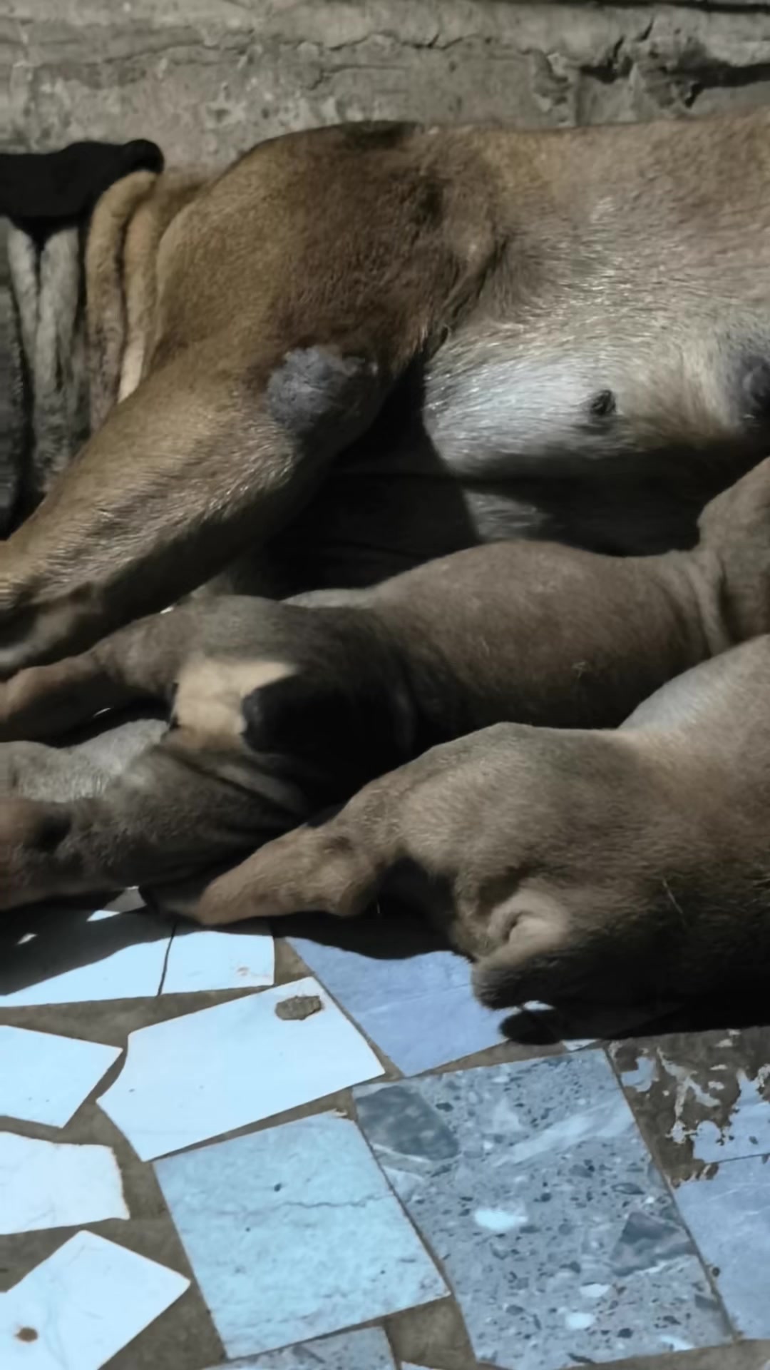 @Irie Boerboels Sn