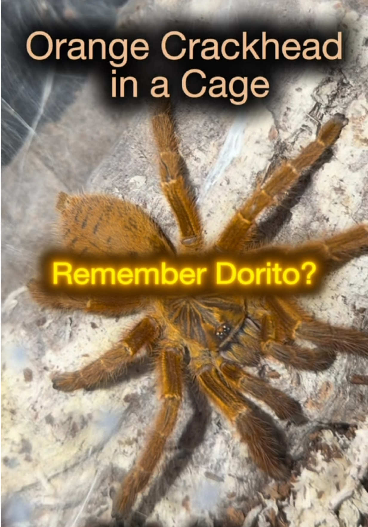@Spider Conservatory