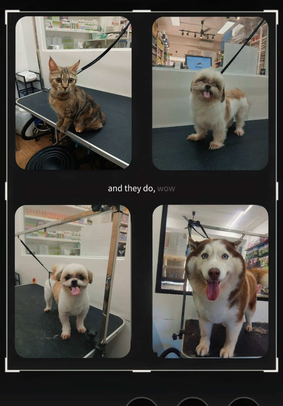 @petlanecebu