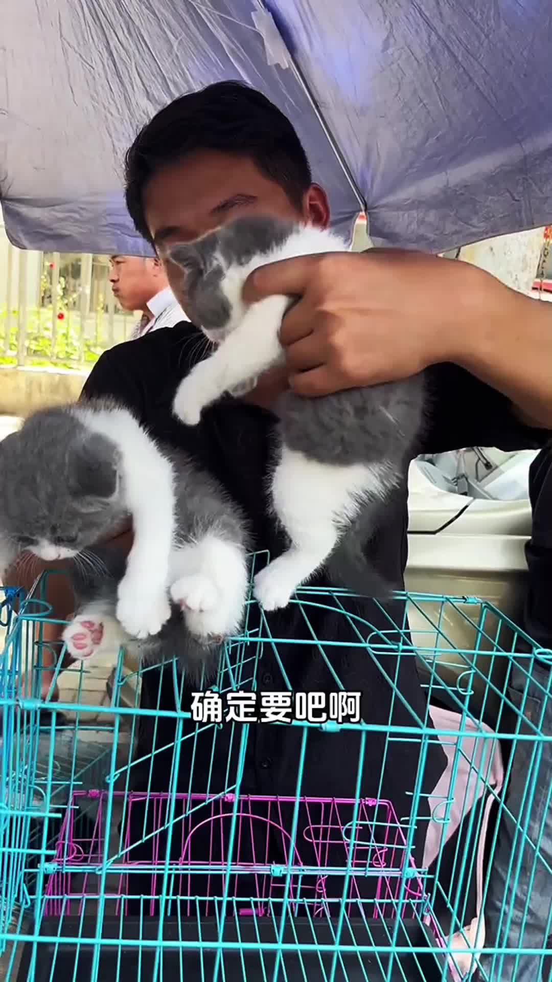 @寵物批發零售(一手批發,零售)