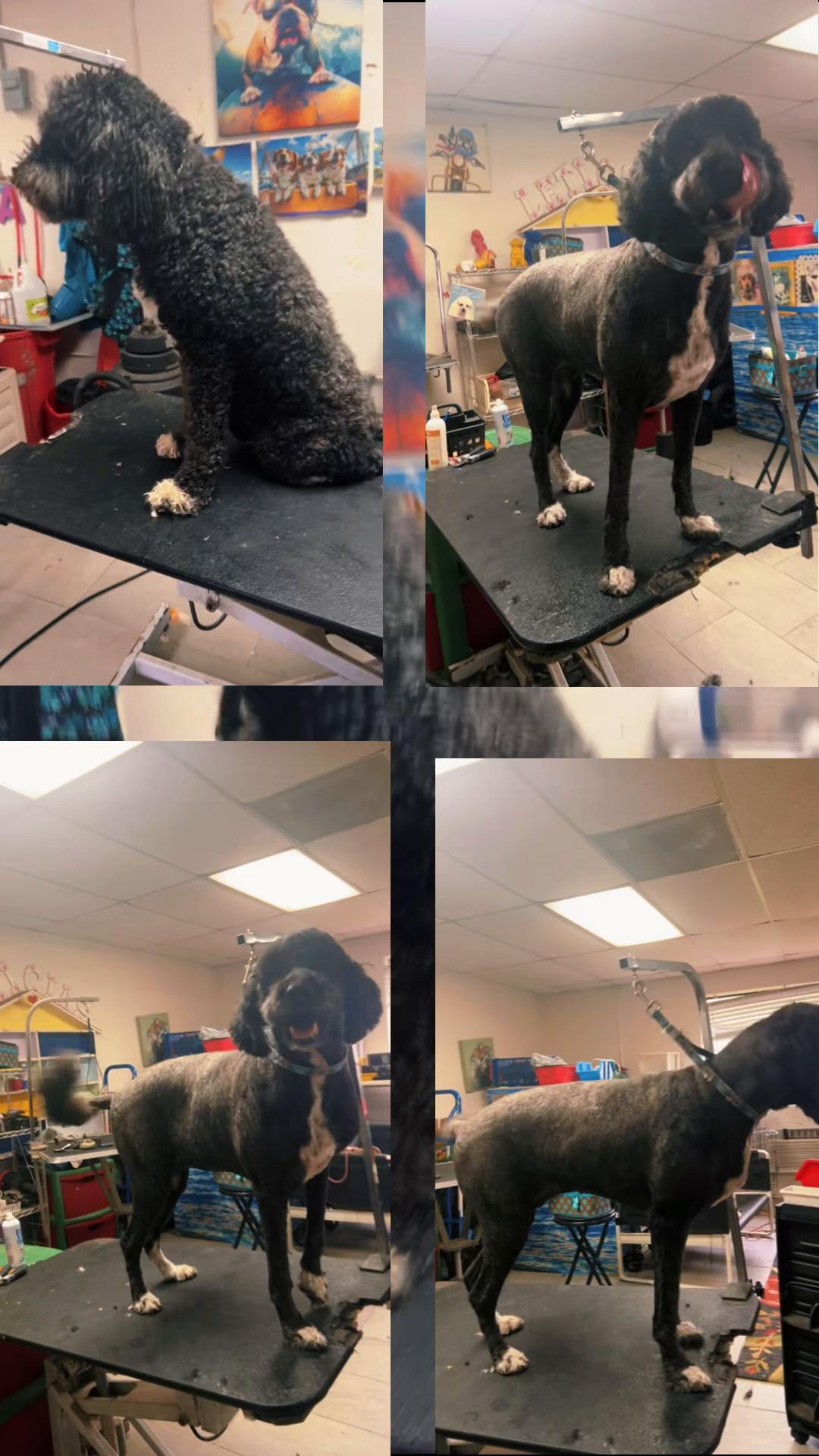@Doggie Dog World