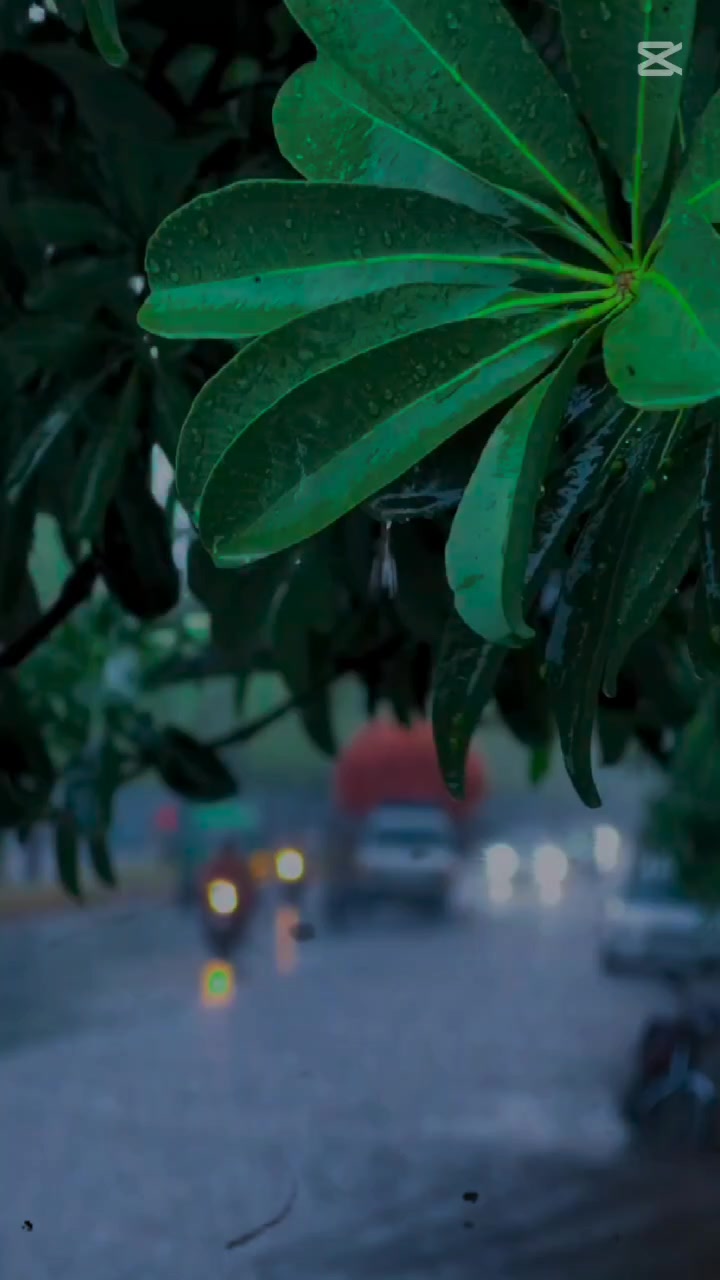 @🍂