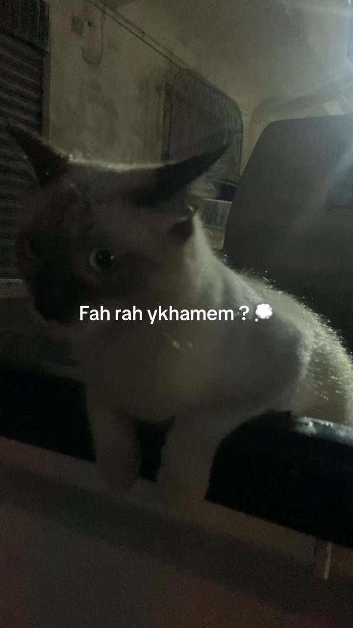 @Fadi | fayddeee