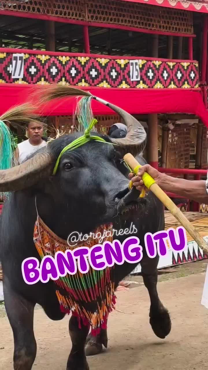 @Toraja Reels