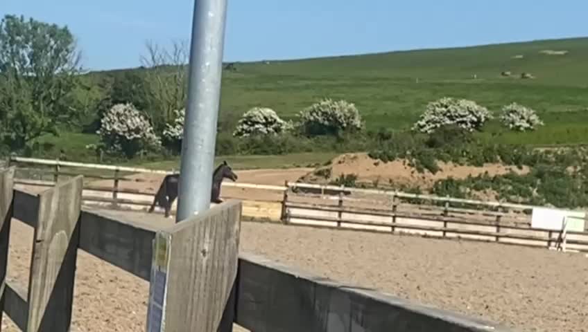 @Greenacres Rescue