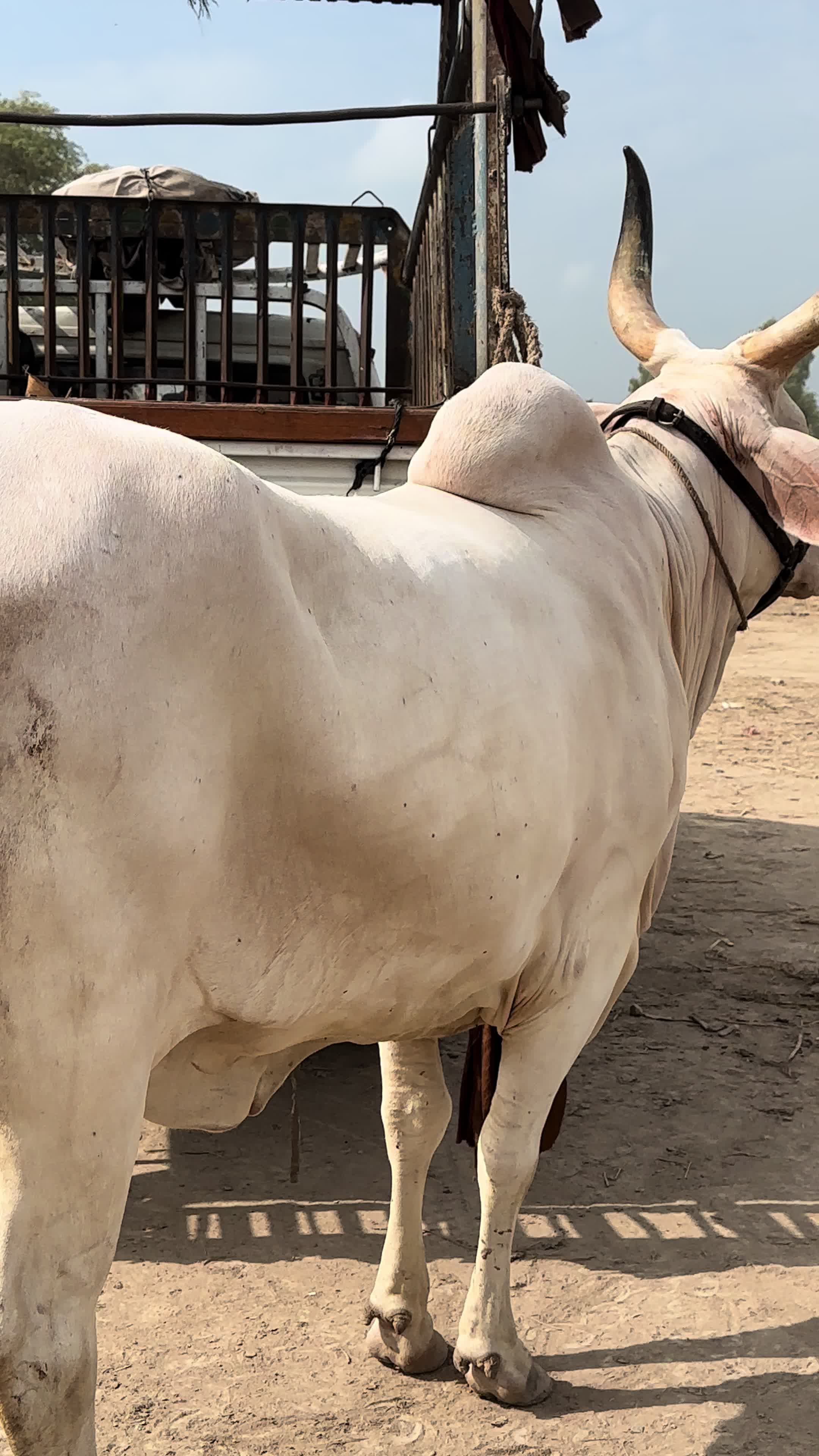 @Raza cattle farm 786