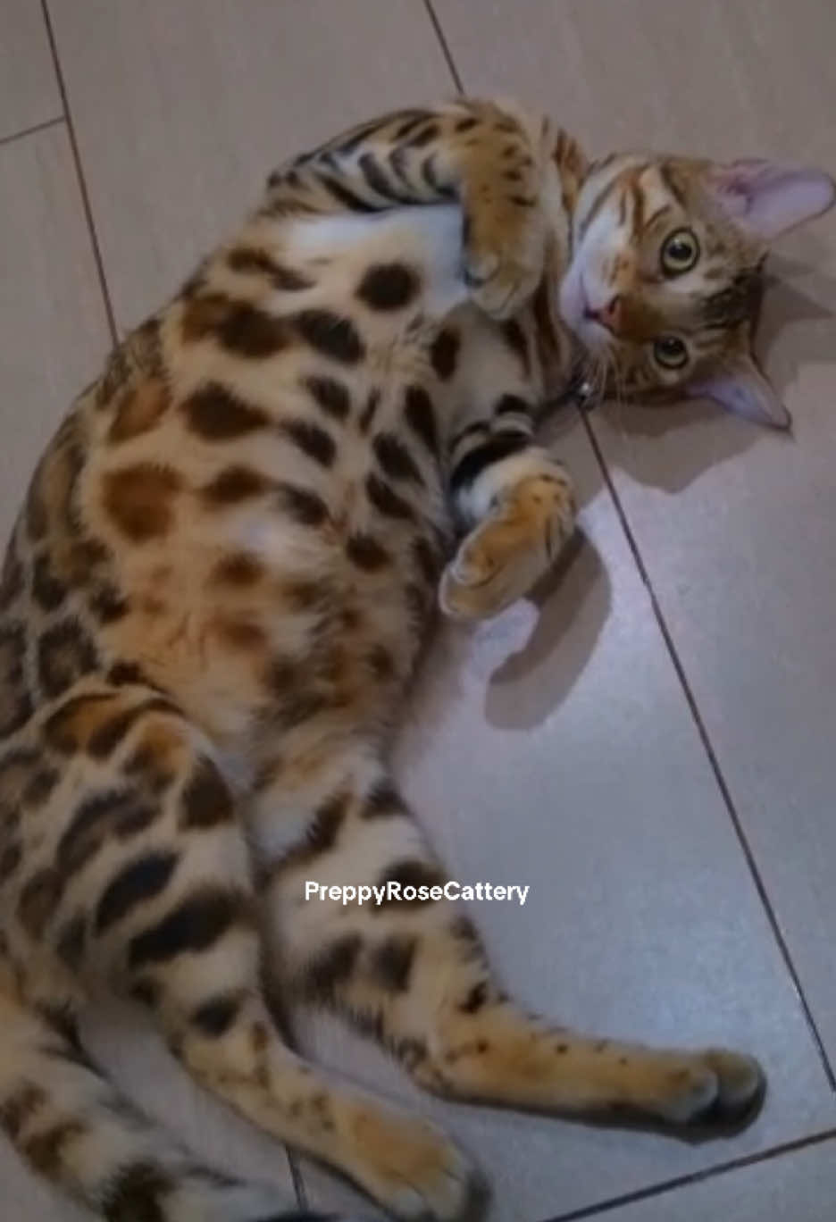 @PreppyRoseCattery