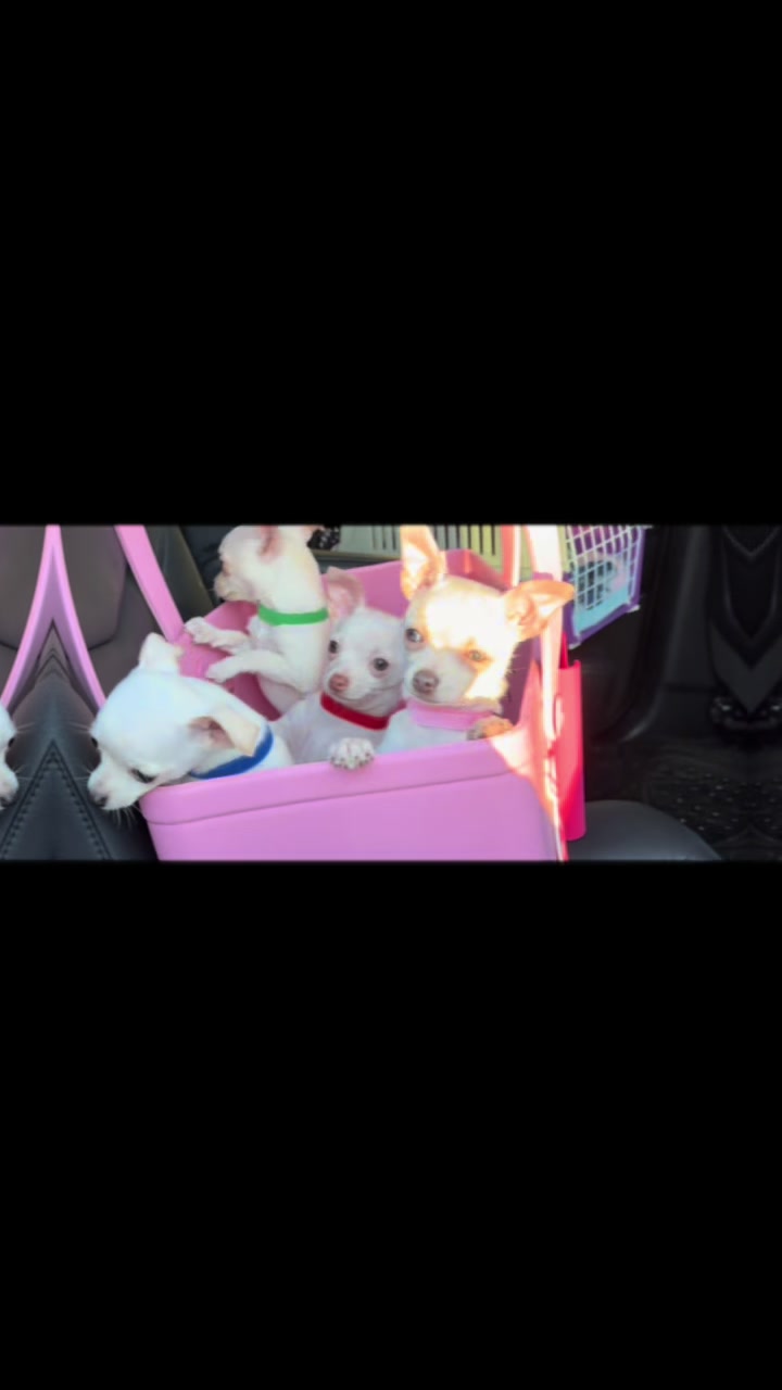 @chihuahuasbabies