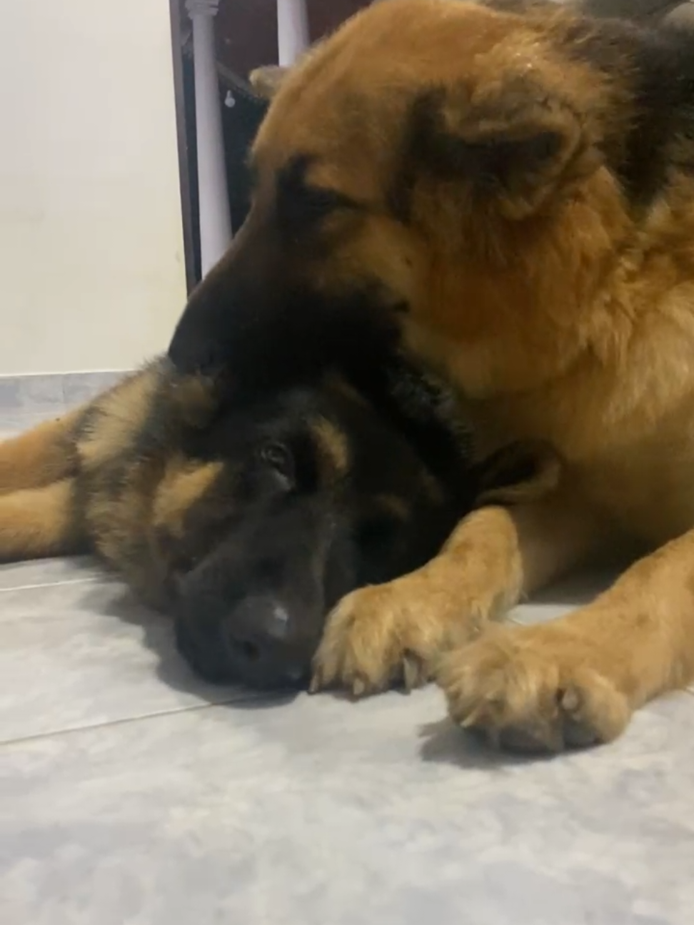 @Rover & Murphy & Bruno ❤️