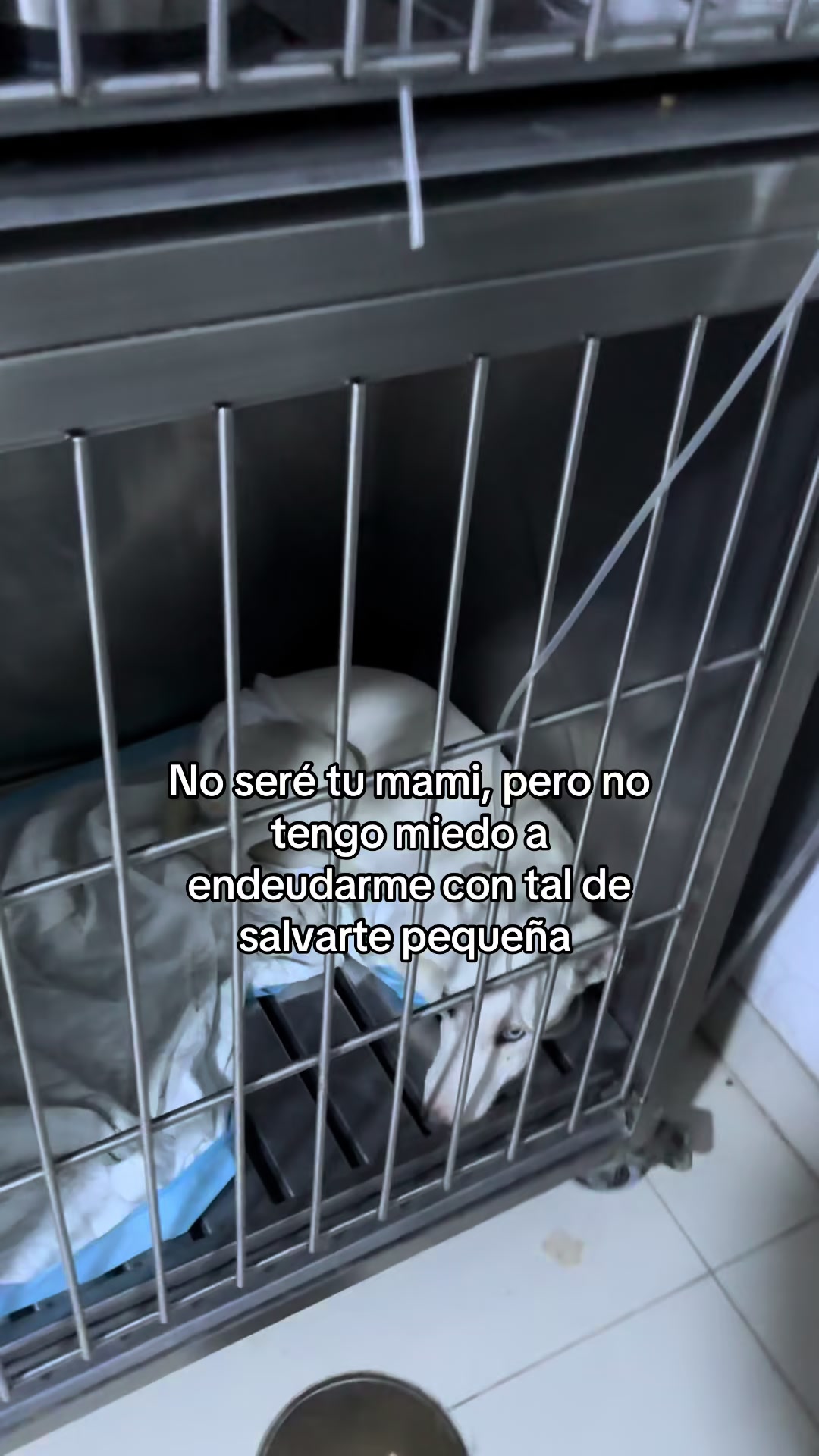@angelissalvando