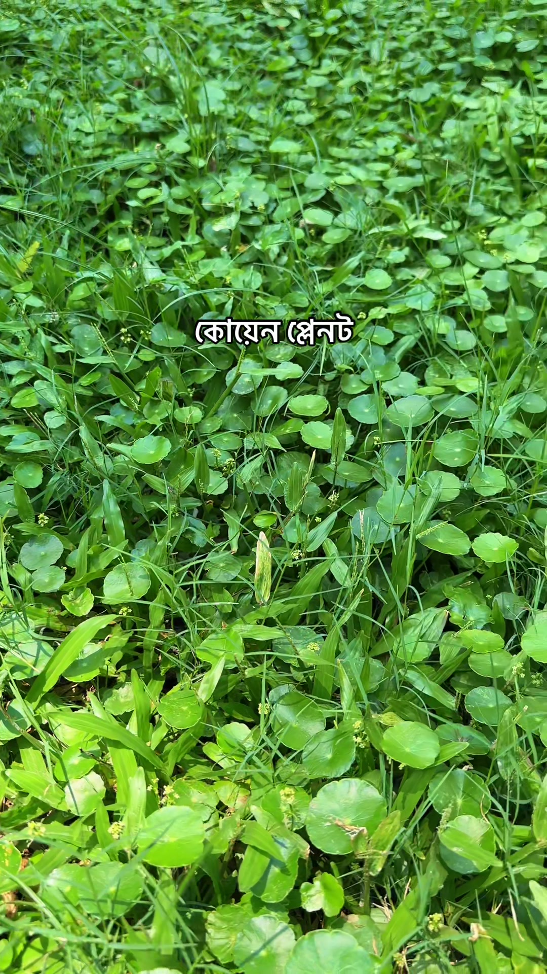 @🦋_ᗰOᗰO_︀ᒿᦲᒿᦲ🐬