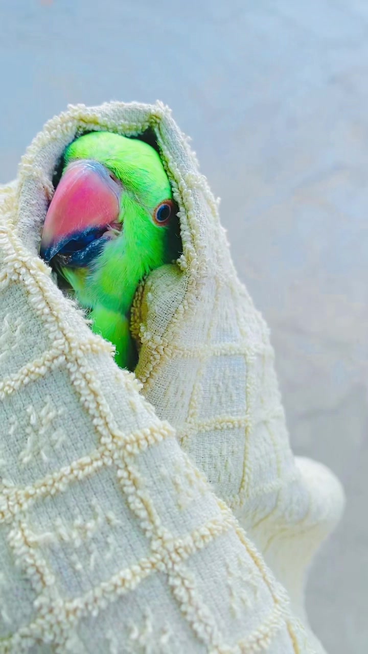 @ʜᴀʀᴏᴏɴ ᴊᴏʏɪᴀ