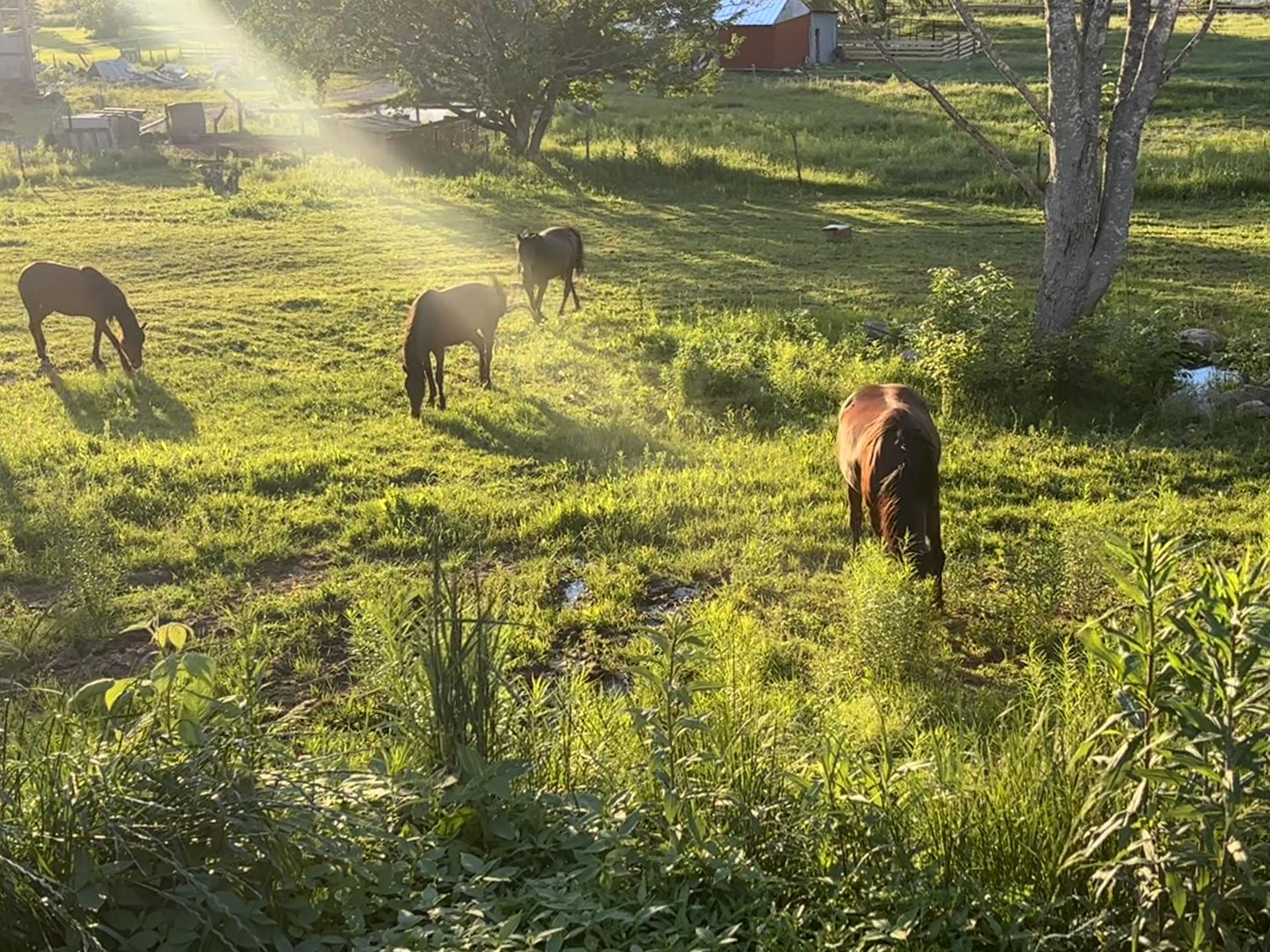 @Angus Family Acres
