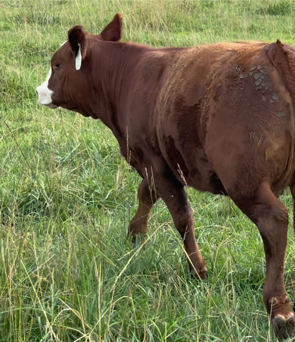 @Massey Land & Cattle