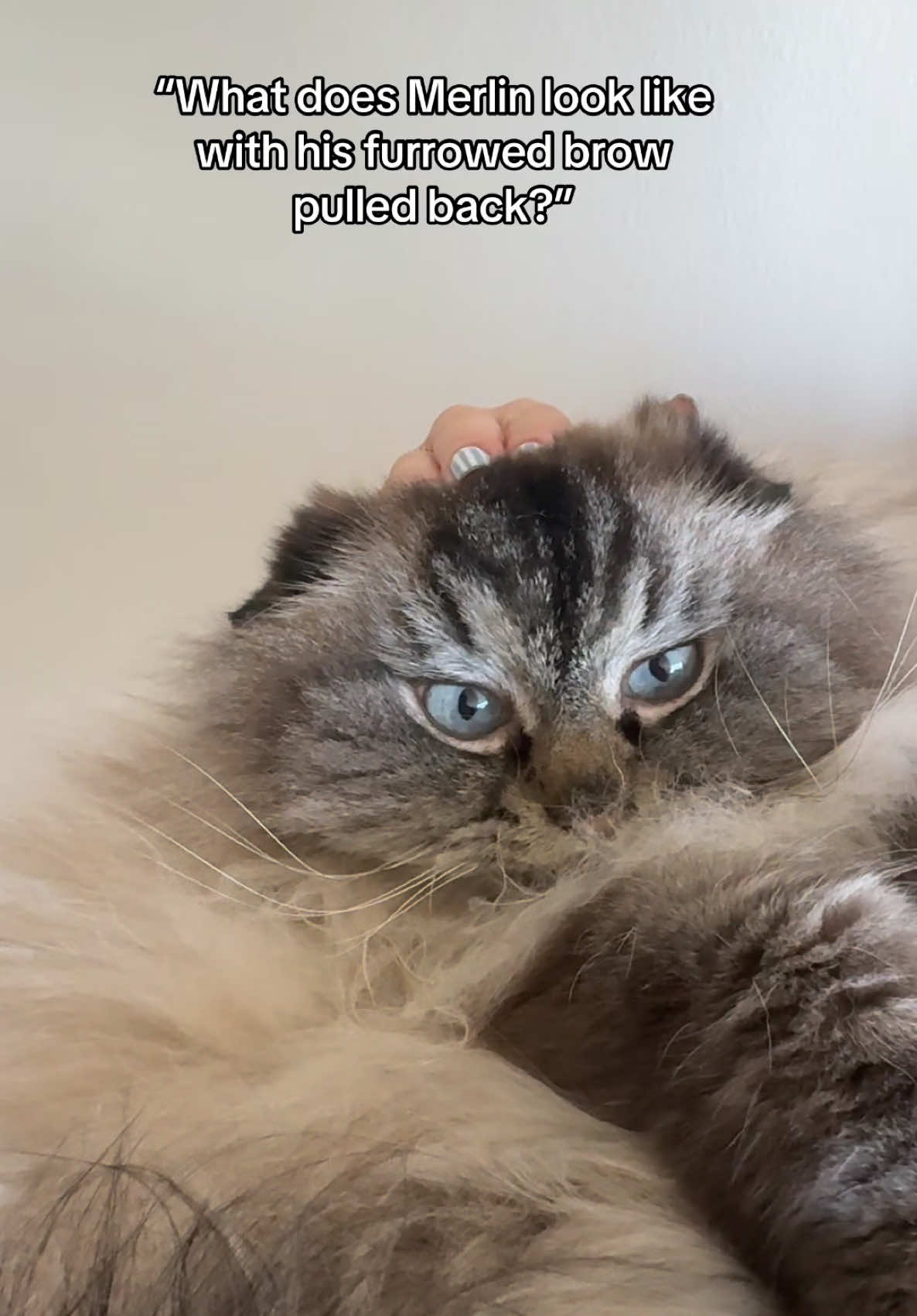@Merlin Ragdoll