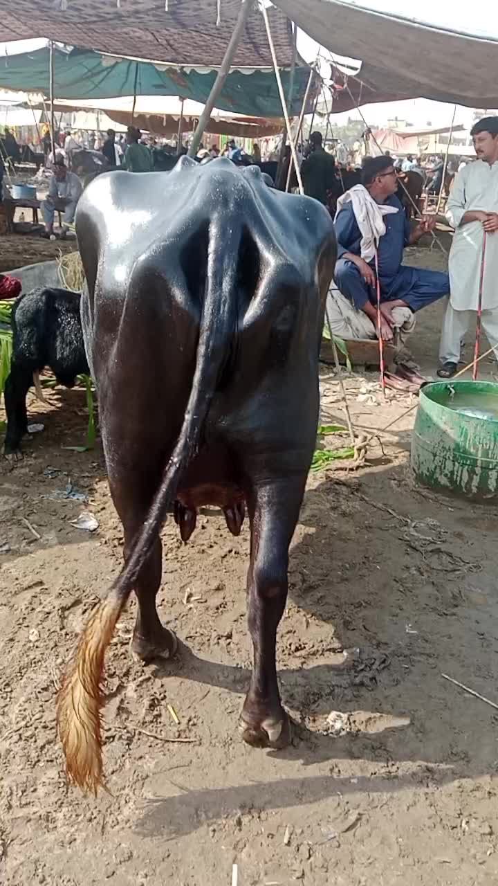 @yasirghumman47