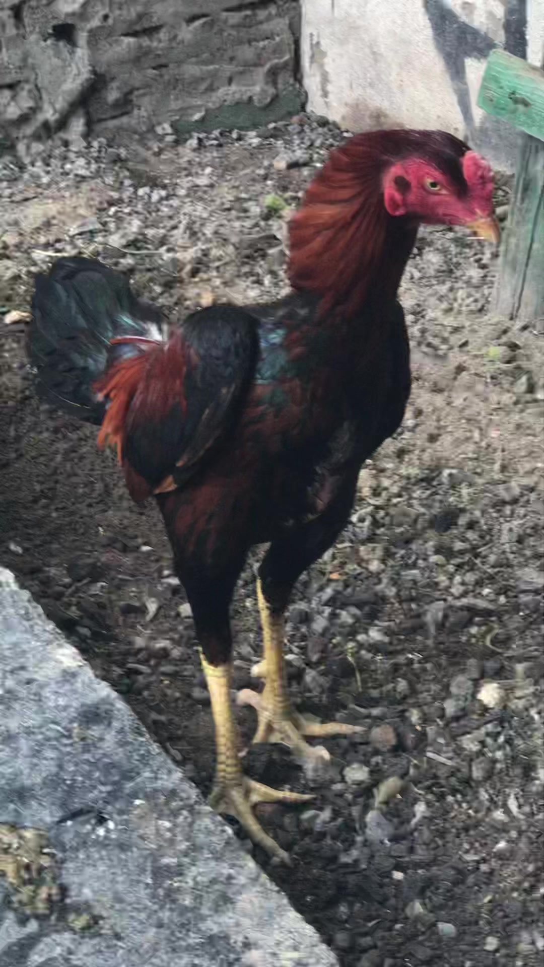 @zaza özkan