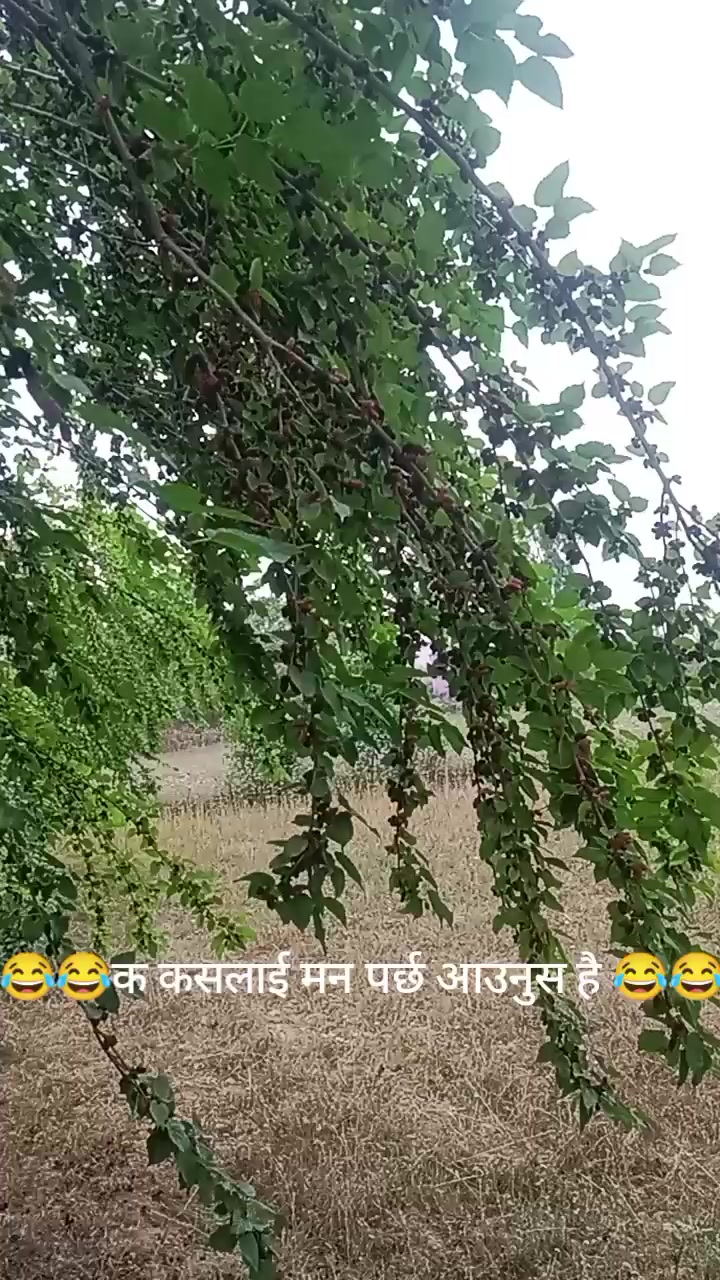 @sarswotishahi2