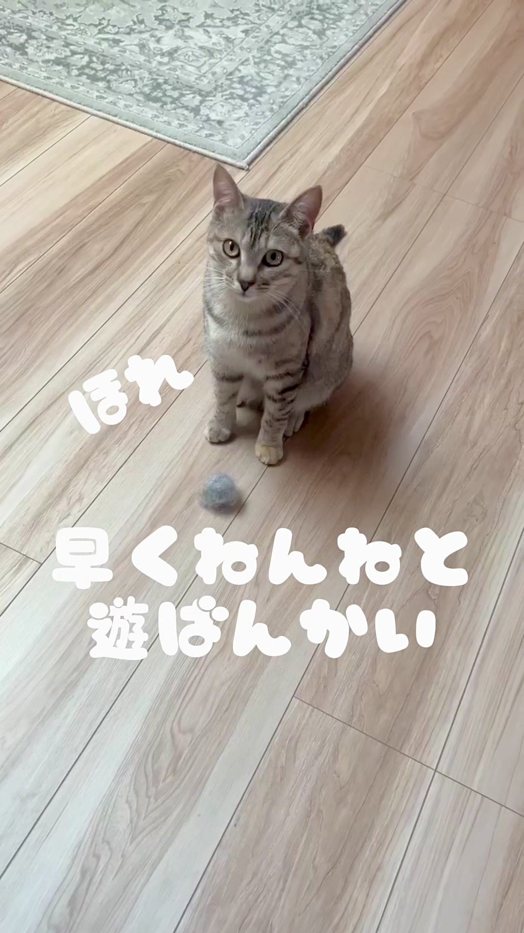 @飼い主とネコたち
