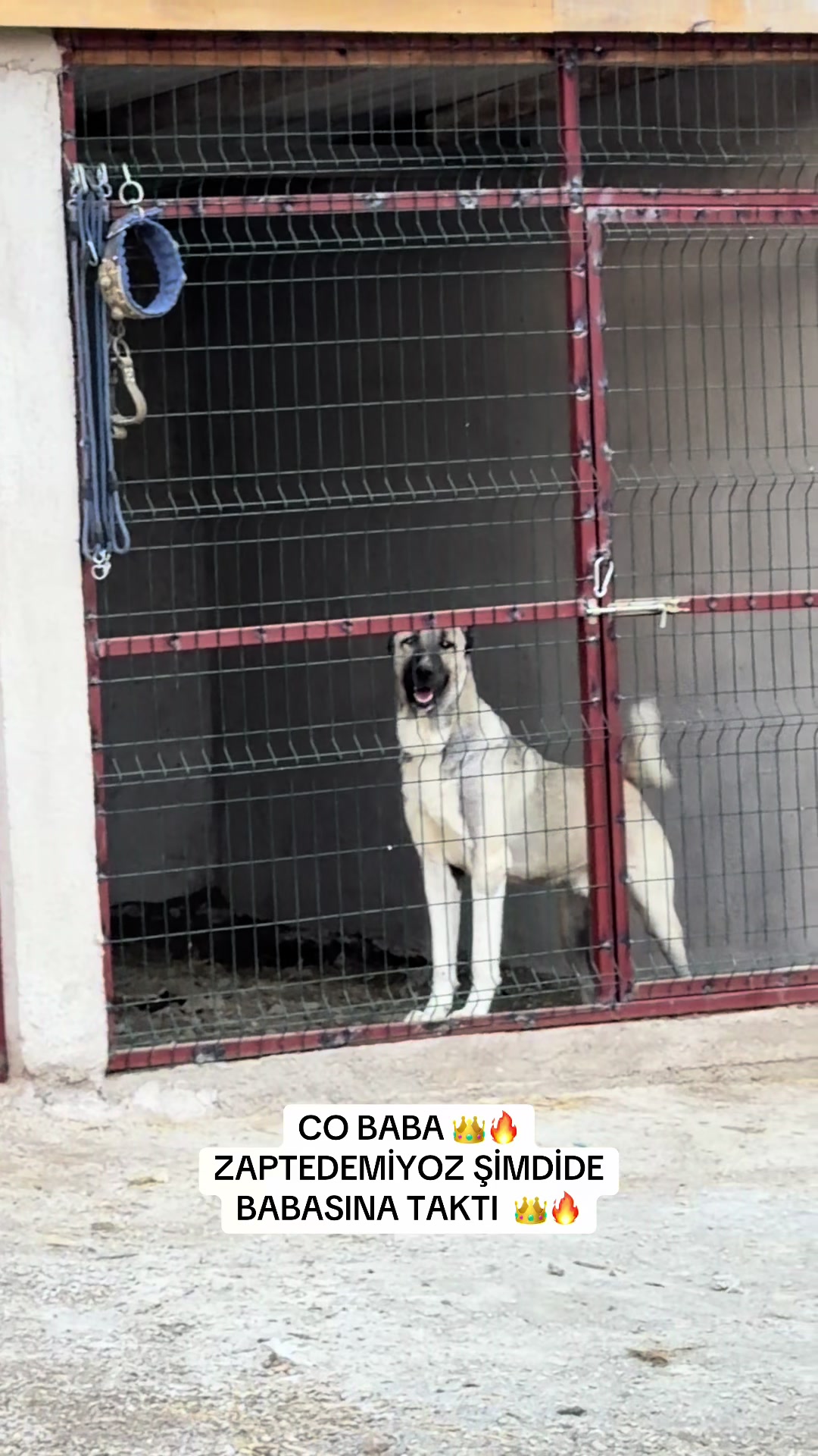 @kangalcı serkan