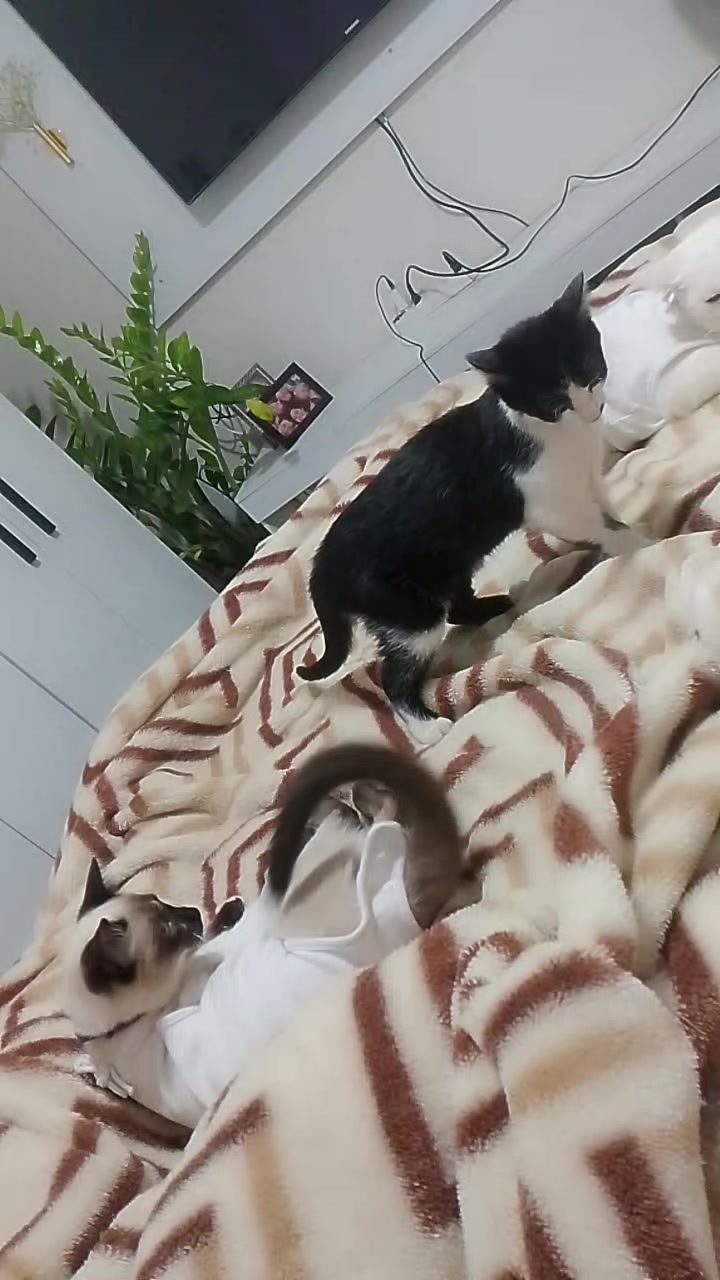 @🐕🐈⬛ SuPets&animais🐈⬛🐕