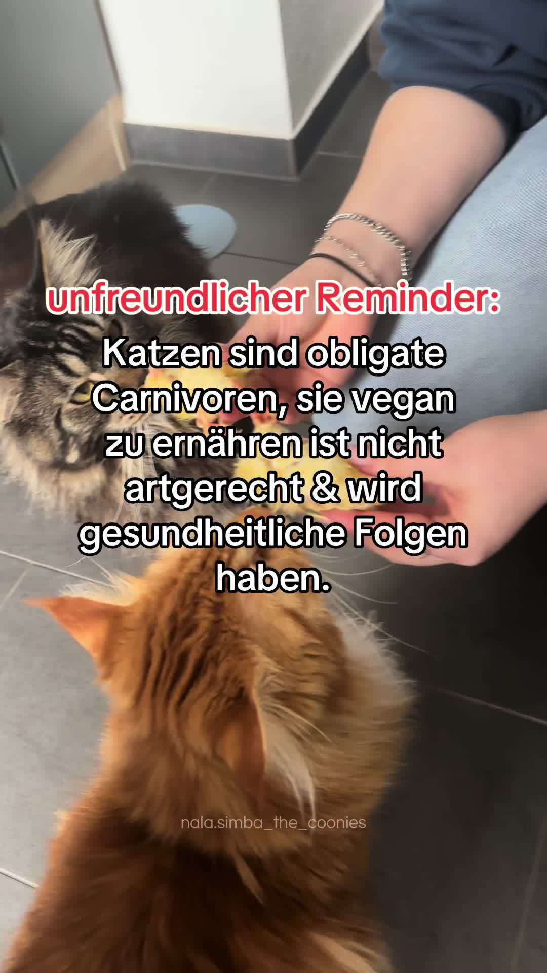 @Nala & Simba | Catcontent