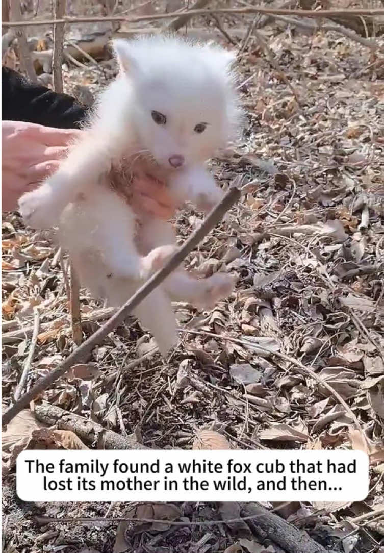 @rescuespet12
