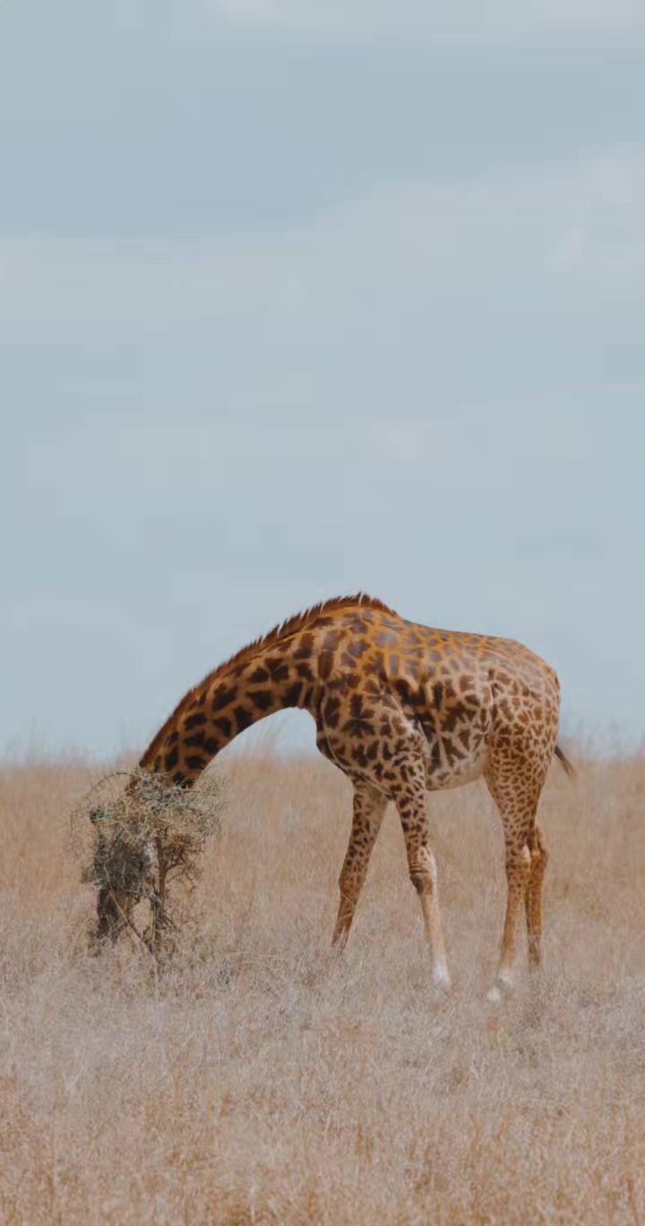 @Native kilimanjaro