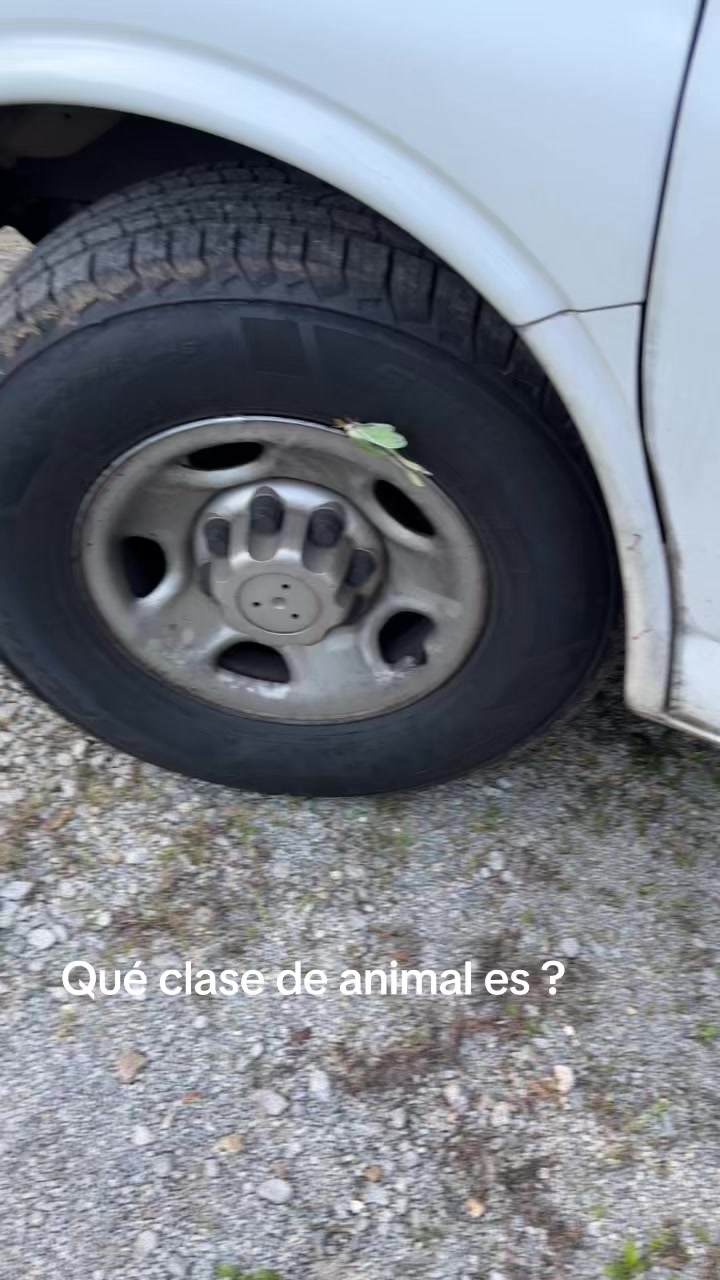 @mauperz0