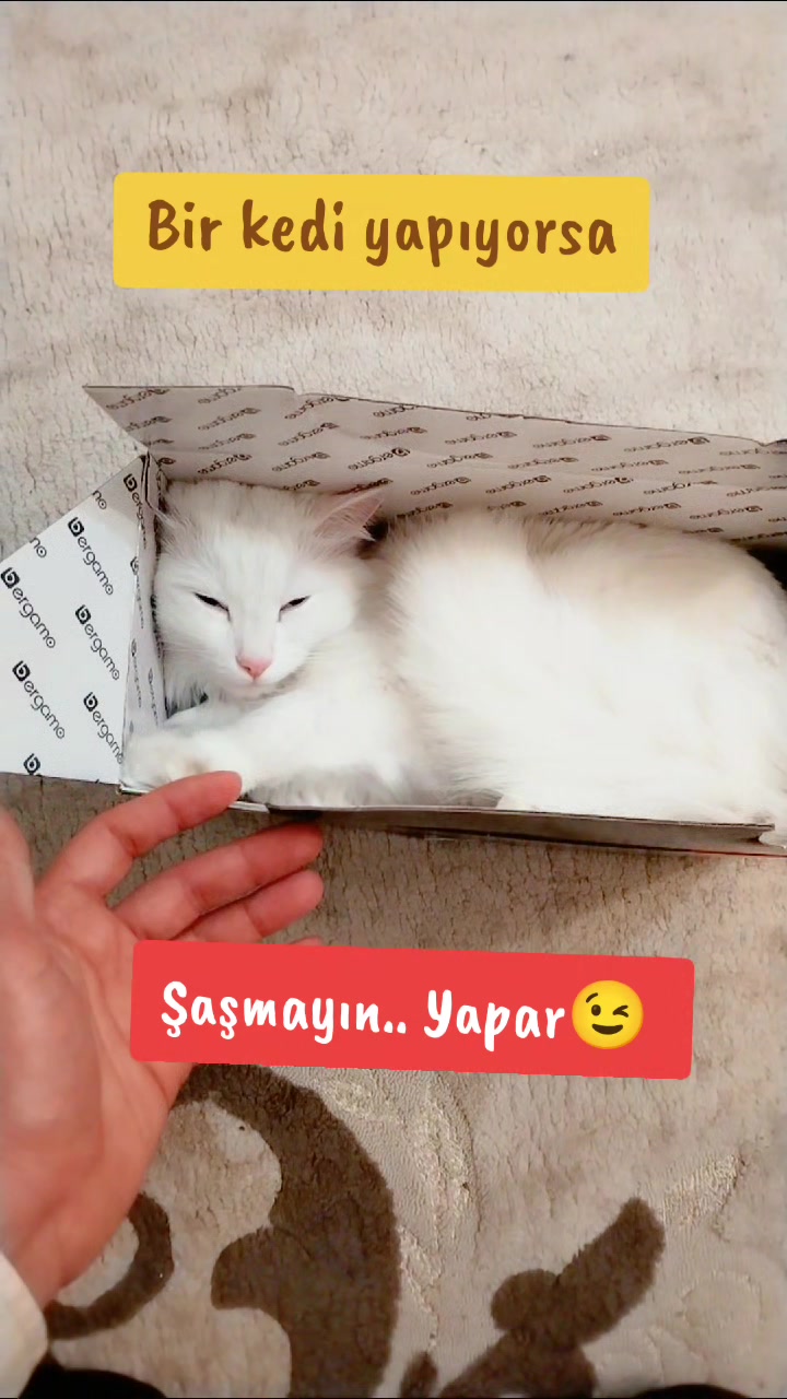@Kedi_BULUT