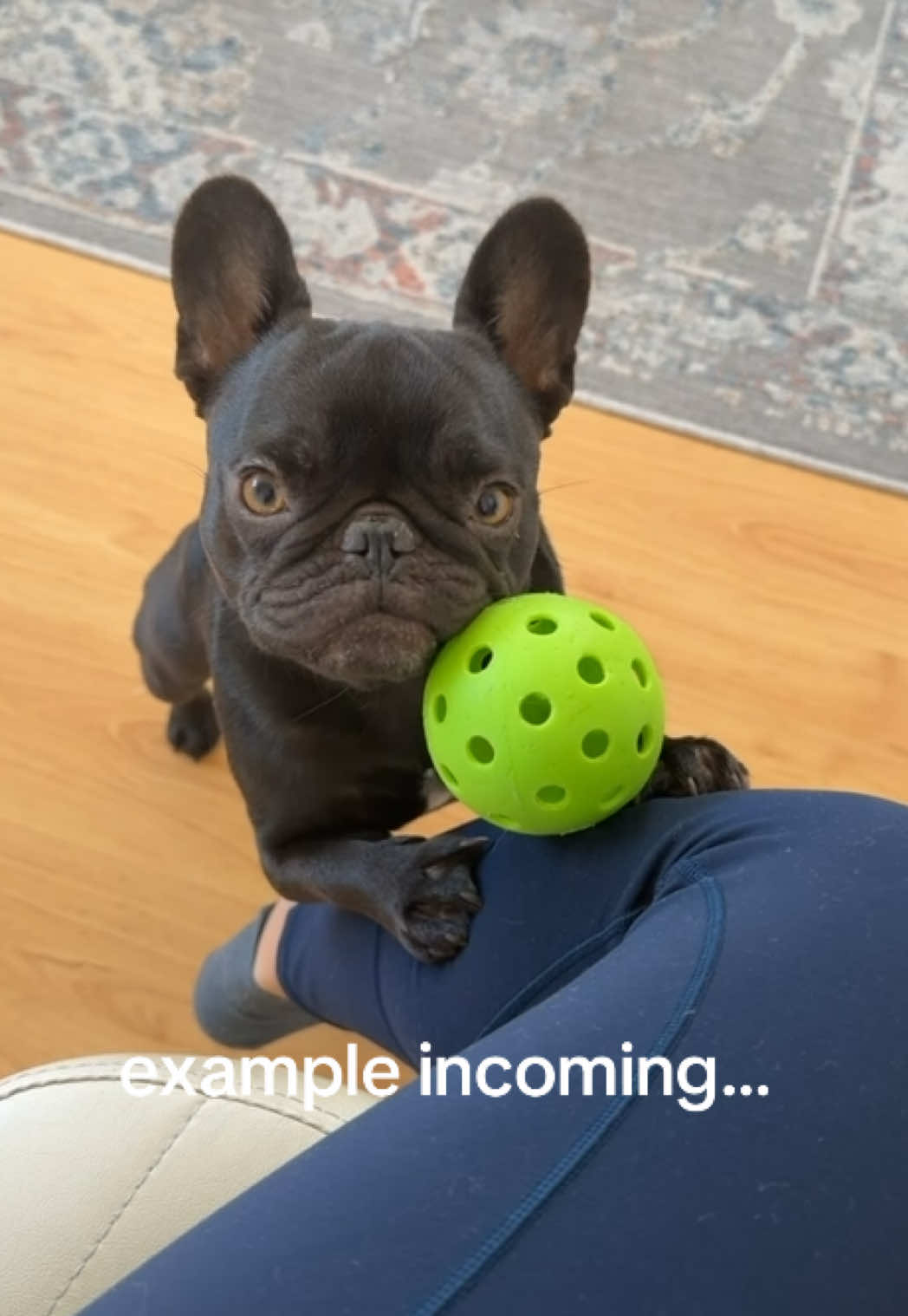 @Mabel the Frenchie