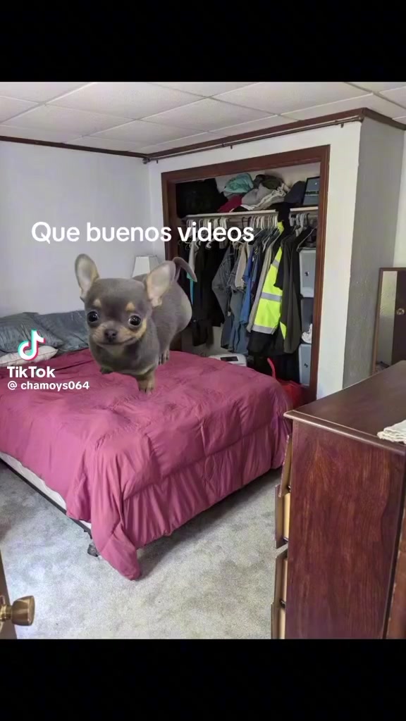 @tushu