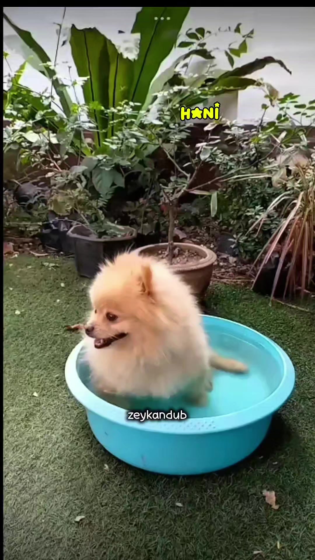@zeykandub