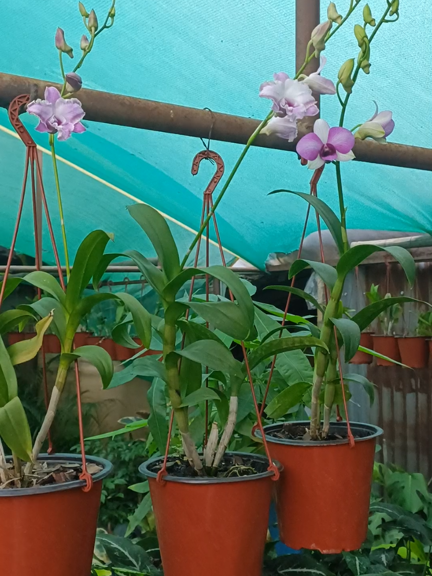 @shree guheshwori nursery