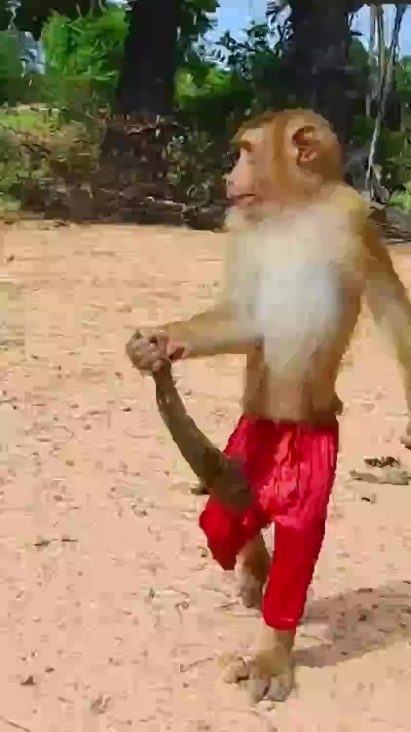 @Animal TV