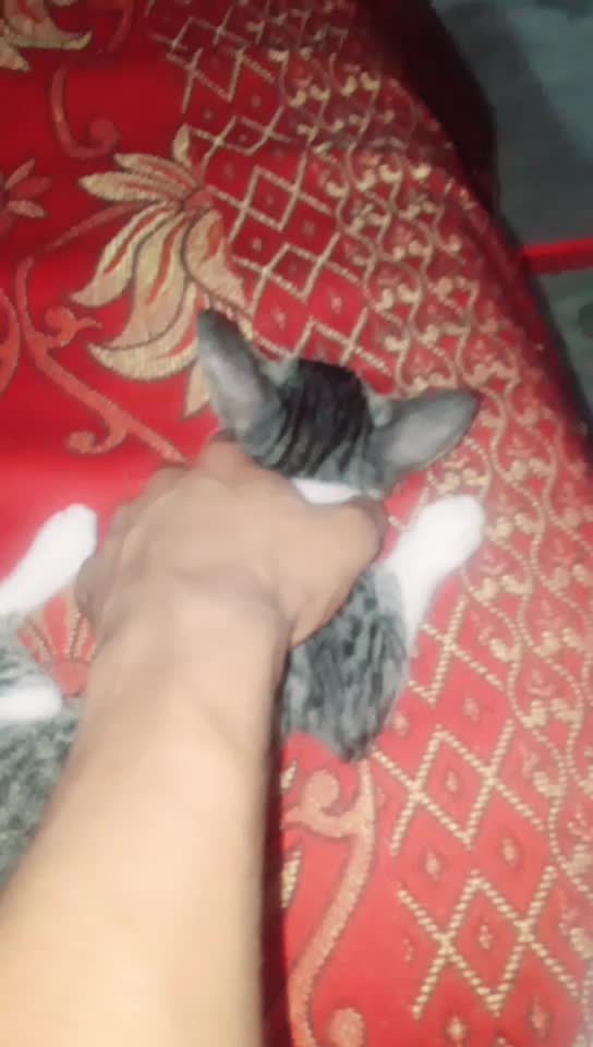 @officailShadabSaifi1