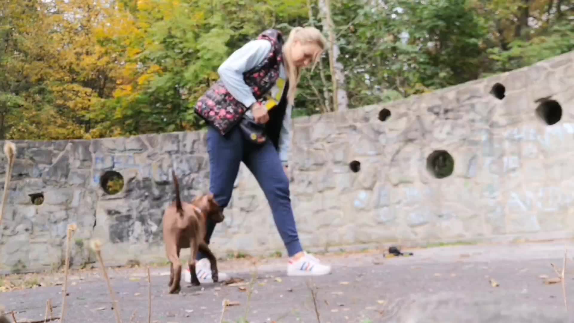 @Doti_Tora_Pitbulls