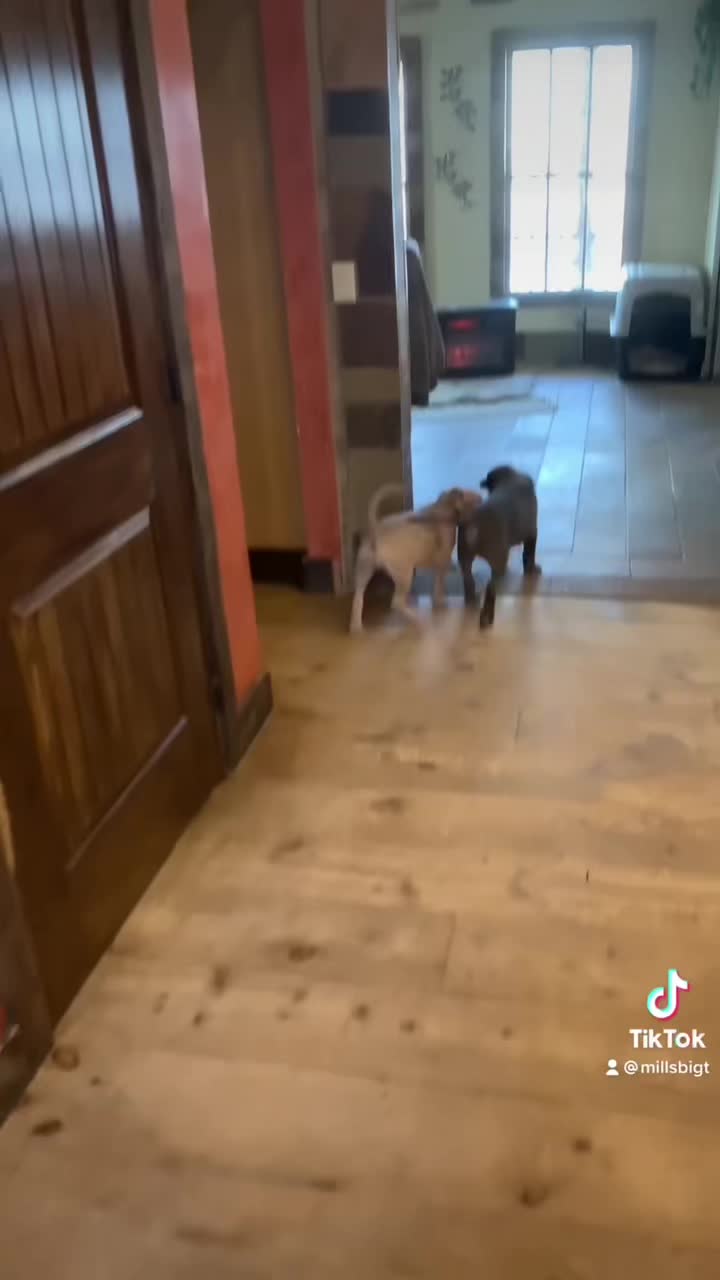 @Mount_Ruckus_Kennels