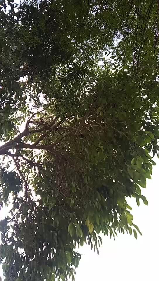 @dasi jamidar